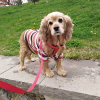 Amerikan Cocker Spaniel, Köpek  Fıstık fotoğrafı