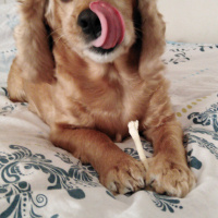 Amerikan Cocker Spaniel, Köpek  Fıstık fotoğrafı