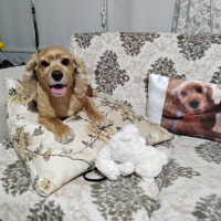 Amerikan Cocker Spaniel, Köpek  Fıstık fotoğrafı