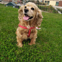 Amerikan Cocker Spaniel, Köpek  Fıstık fotoğrafı
