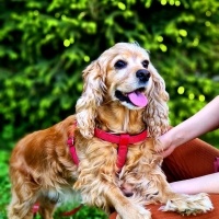 Amerikan Cocker Spaniel, Köpek  Fıstık fotoğrafı