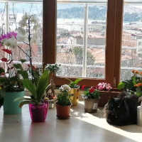 Tekir Kedi, Kedi  Henry fotoğrafı