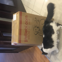Tuxedo (Smokin) Kedi, Kedi  Tofu fotoğrafı