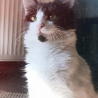 Tuxedo (Smokin) Kedi, Kedi  Tofu fotoğrafı