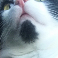Tuxedo (Smokin) Kedi, Kedi  Tofu fotoğrafı
