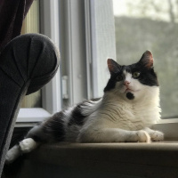 Tuxedo (Smokin) Kedi, Kedi  Tofu fotoğrafı