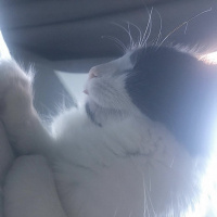 Tuxedo (Smokin) Kedi, Kedi  Tofu fotoğrafı