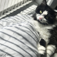 Norwegian Forest, Kedi  Pufla fotoğrafı