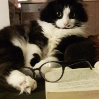 Norwegian Forest, Kedi  Pufla fotoğrafı