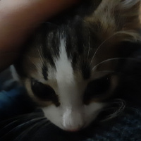 Tekir Kedi, Kedi  Şanslı fotoğrafı