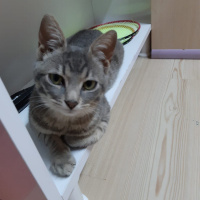 Abyssinian, Kedi  Lavaş fotoğrafı