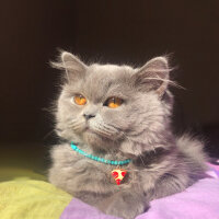 British Shorthair, Kedi  sushi fotoğrafı