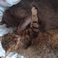 Tekir Kedi, Kedi  Turşu fotoğrafı
