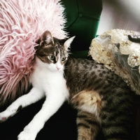 Tekir Kedi, Kedi  Pambuk Hanım fotoğrafı