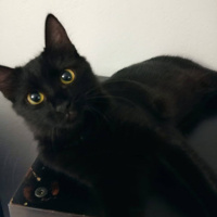 Soke, Kedi  Luna fotoğrafı
