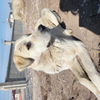 Aksaray Malaklısı, Köpek  Lesi fotoğrafı