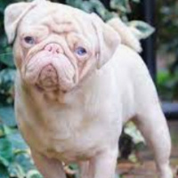 Pug, Köpek  Cam fotoğrafı