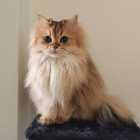 British Shorthair, Kedi  Mckenna fotoğrafı
