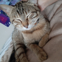 Tekir Kedi, Kedi  Sevgi Delisi fotoğrafı