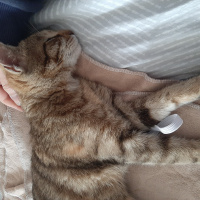 Tekir Kedi, Kedi  Sevgi Delisi fotoğrafı