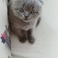Scottish Fold, Kedi  Gandalf fotoğrafı