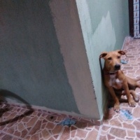 Kangal, Köpek  Rex fotoğrafı