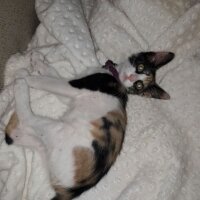 Cymric, Kedi  Calico fotoğrafı