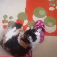 Ankara Kedisi, Kedi  Kali fotoğrafı