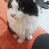 Ankara Kedisi, Kedi  Kali fotoğrafı