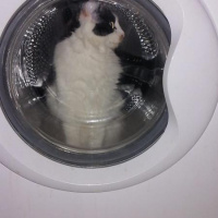 Ankara Kedisi, Kedi  Kali fotoğrafı