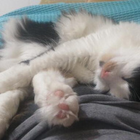 Ankara Kedisi, Kedi  Kali fotoğrafı