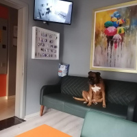 Boxer, Köpek  Mischa fotoğrafı