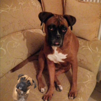Boxer, Köpek  Mischa fotoğrafı