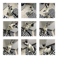 Tekir Kedi, Kedi  Linda fotoğrafı