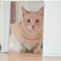 Tekir Kedi, Kedi  Zilli  fotoğrafı