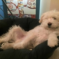 Tibet Terrieri, Köpek  Pi fotoğrafı