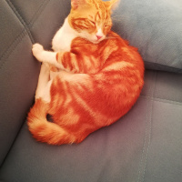 Sarman, Kedi  Behlül fotoğrafı