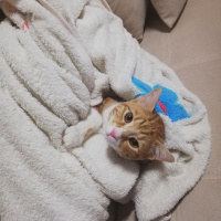 Sarman, Kedi  Behlül fotoğrafı