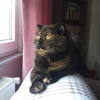 Scottish Fold, Kedi  Sofi fotoğrafı