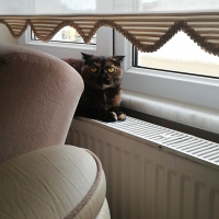 Scottish Fold, Kedi  Sofi fotoğrafı