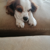 Cavalier King Charles Spanieli, Köpek  Minik fotoğrafı