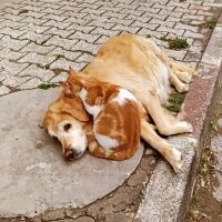 Tekir Kedi, Kedi  mırmır fotoğrafı