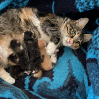 Tekir Kedi, Kedi  Sophie fotoğrafı