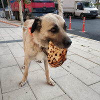 Kangal, Köpek  Reks fotoğrafı