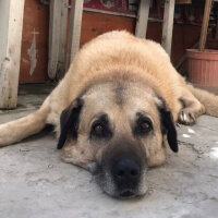 Kangal, Köpek  Reks fotoğrafı