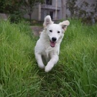 Golden Retriever, Köpek  Lucy fotoğrafı