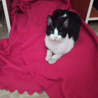 Tuxedo (Smokin) Kedi, Kedi  Maymun fotoğrafı