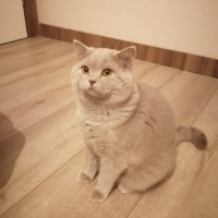 British Shorthair, Kedi  ares fotoğrafı