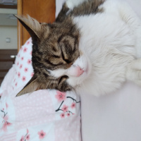 Tekir Kedi, Kedi  Pamuk fotoğrafı