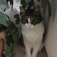 Tekir Kedi, Kedi  Pamuk fotoğrafı